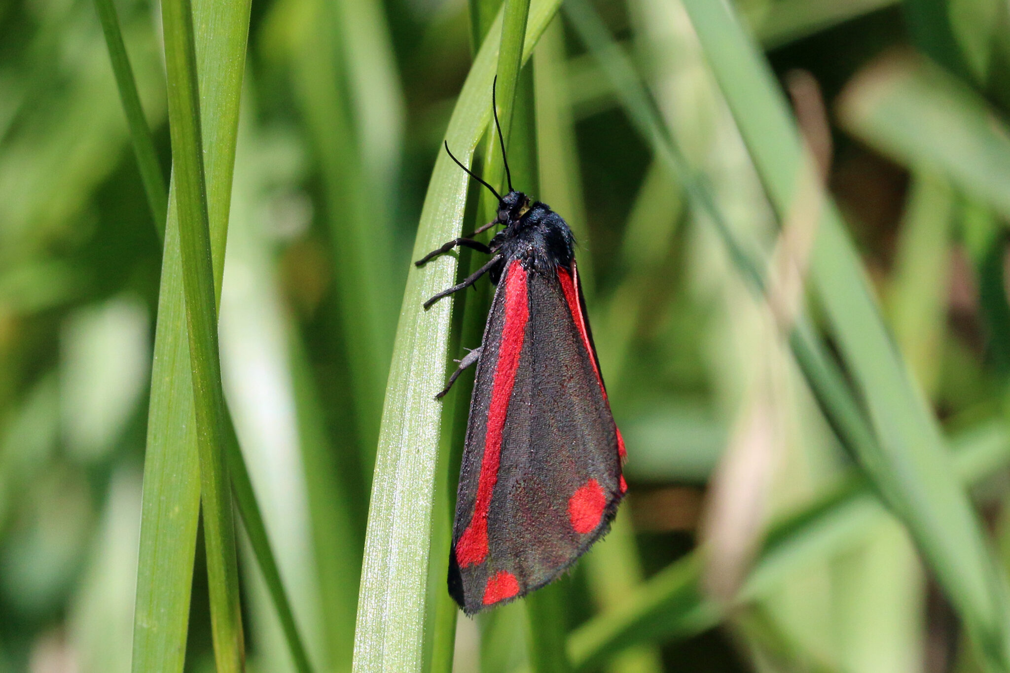 How Do the Moth Larvae Survive Predators