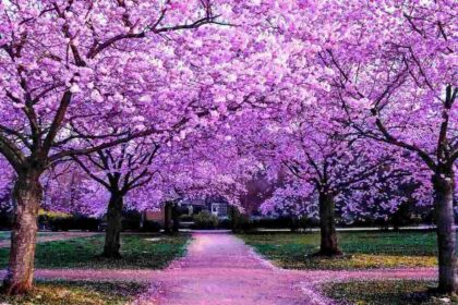 best flowering trees 20 foot tall