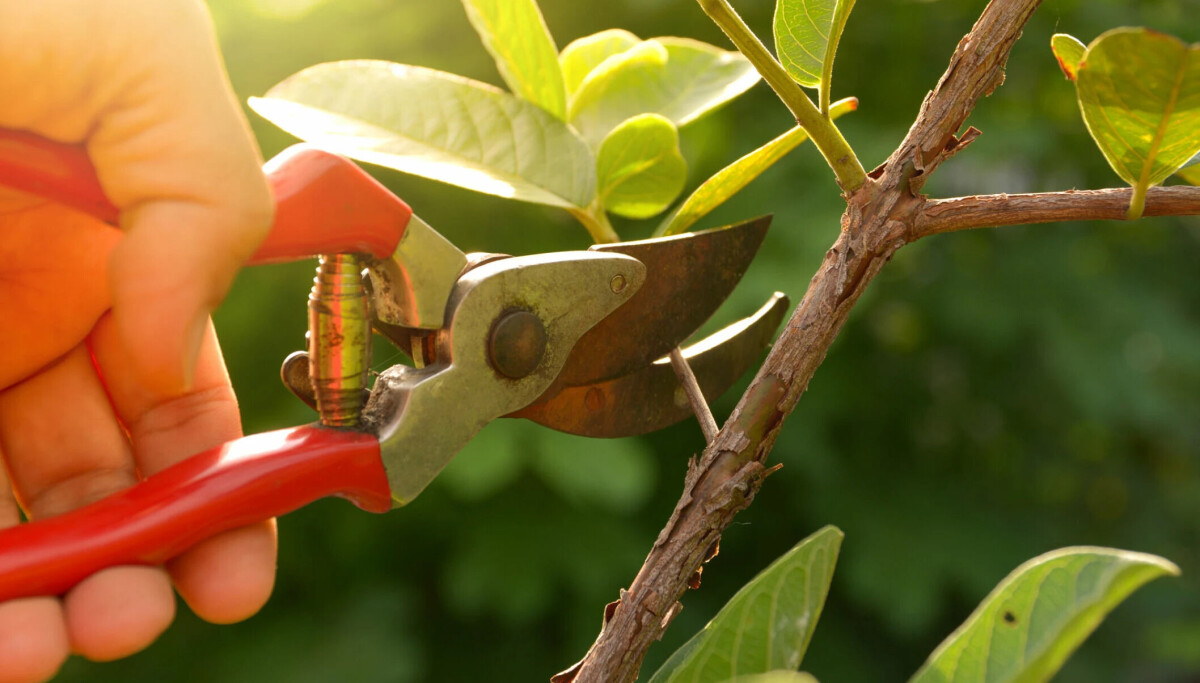 best time to prune trees