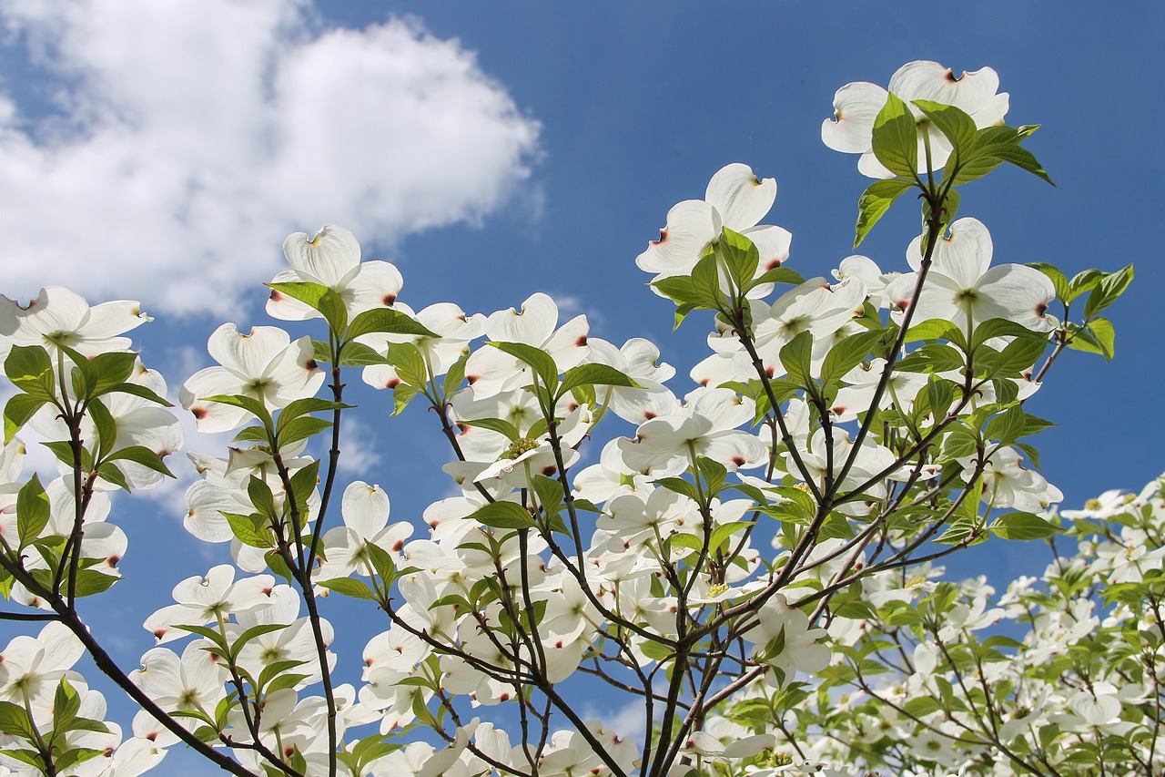 blue flowering trees in florida