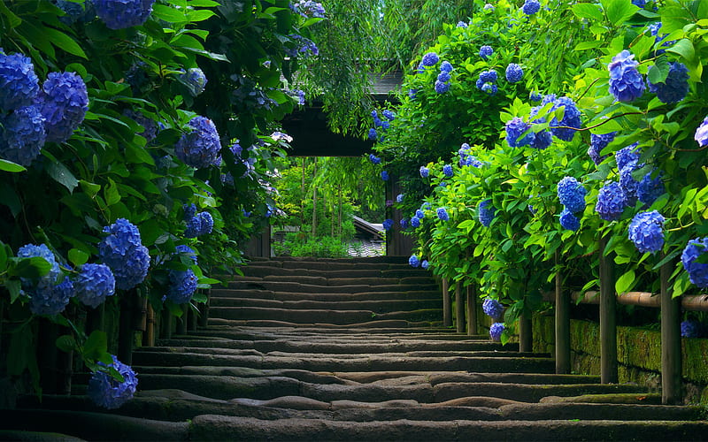 blue flowering trees