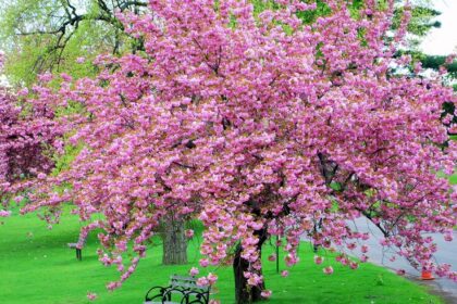 pink bloom tree