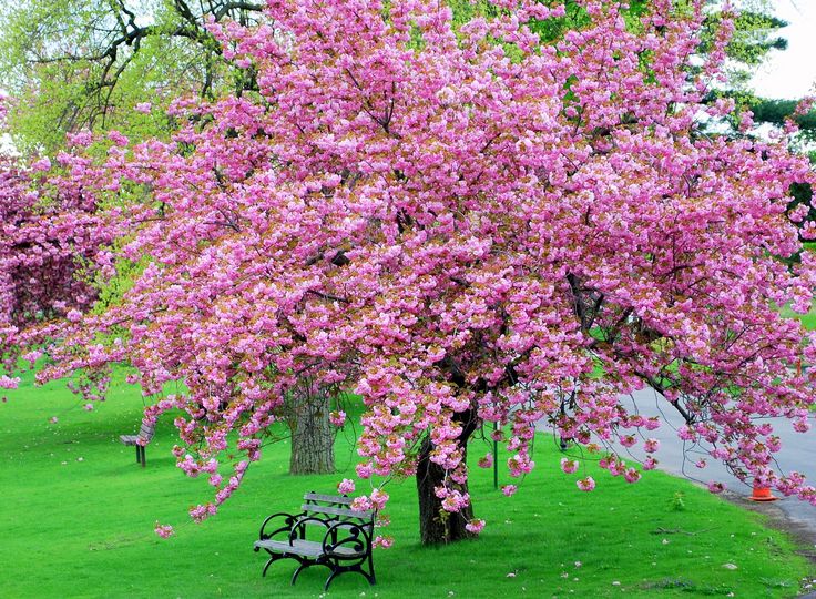 pink bloom tree