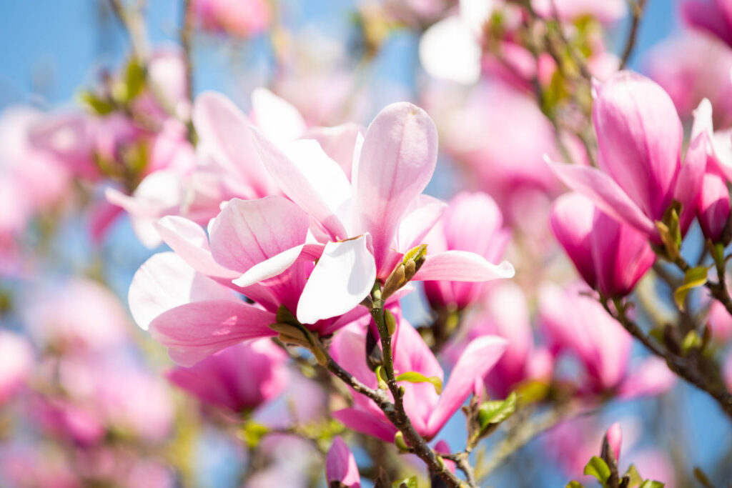 pink flowering trees