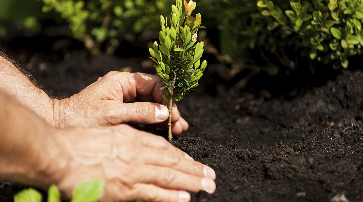 tree growth regulator