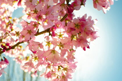 trees with pink and blue leaves