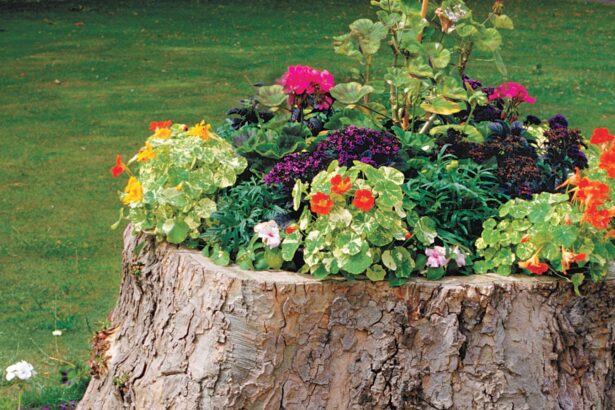 what to do with a tree stump