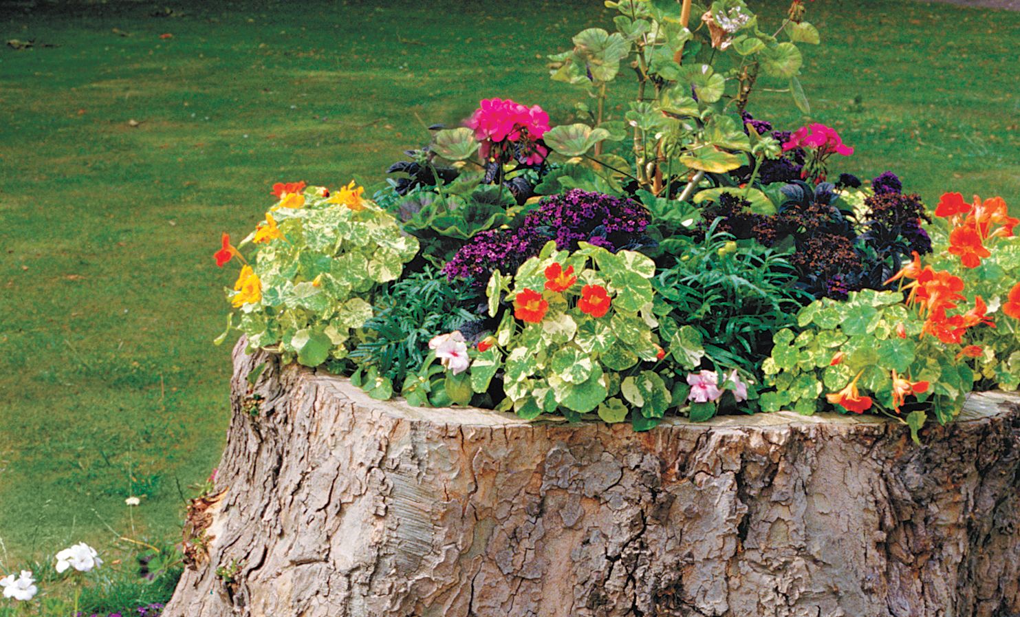 what to do with a tree stump