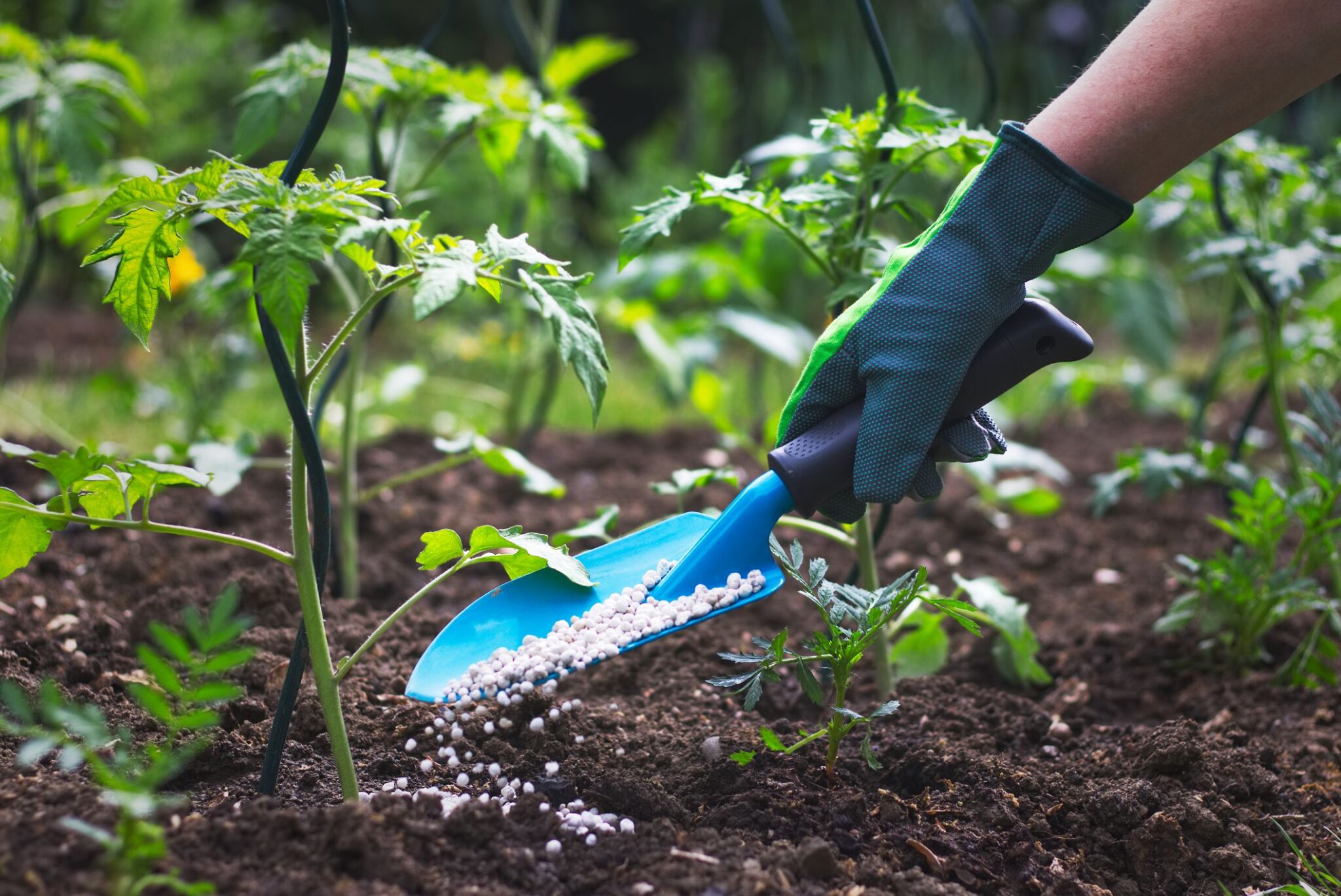 Best Fertilizers for Organic Gardening