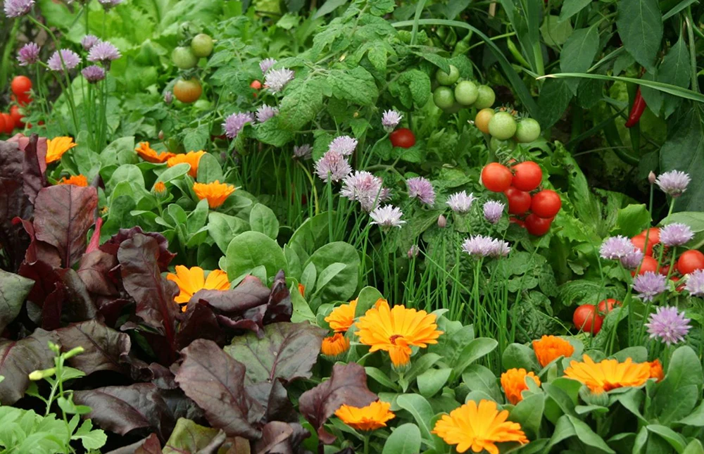 Companion Planting Guide for Beginners