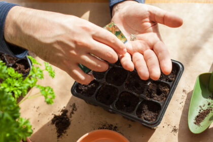 How to Grow Flowers from Seeds