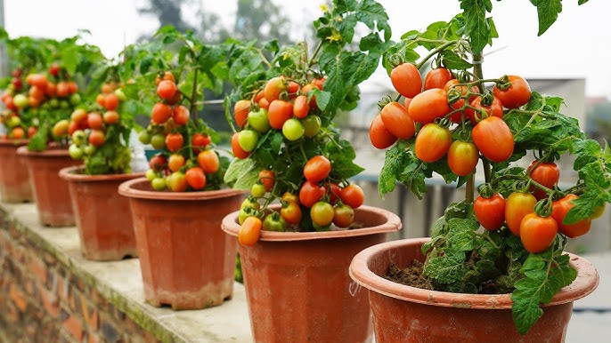 How to Grow Tomatoes in Pots