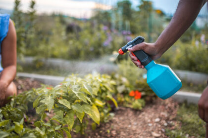 How to Prevent Pests in a Vegetable Garden