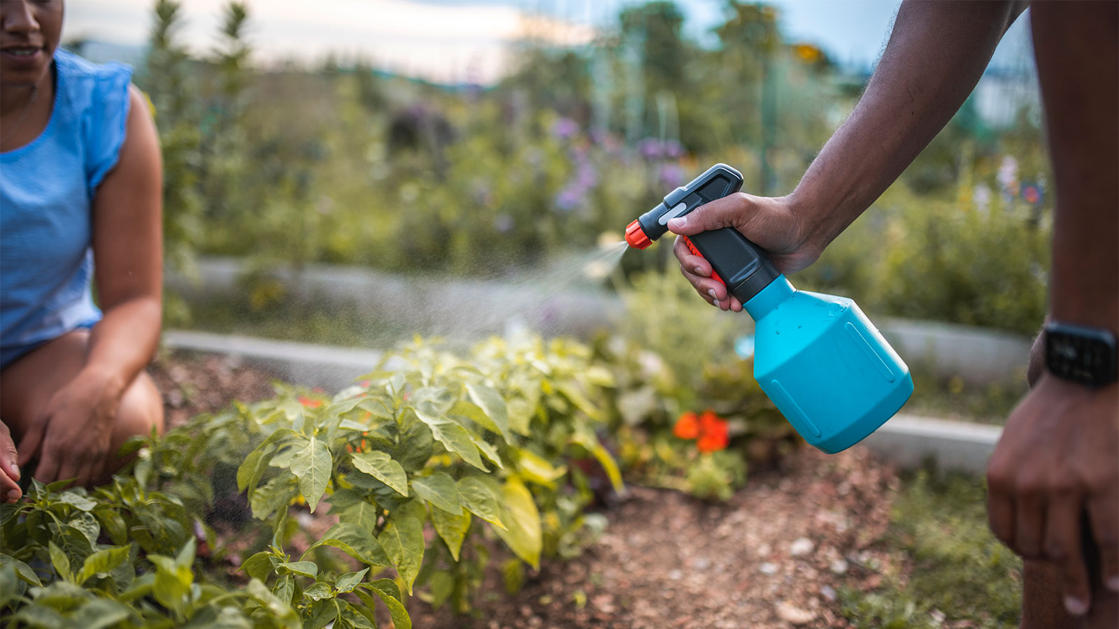 How to Prevent Pests in a Vegetable Garden