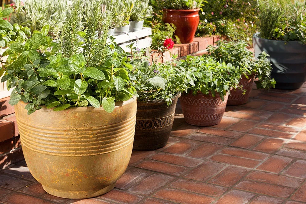 Picking the Right Plants for Your Container Garden