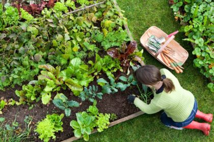 Top 10 Best Vegetables to Grow in Raised Beds