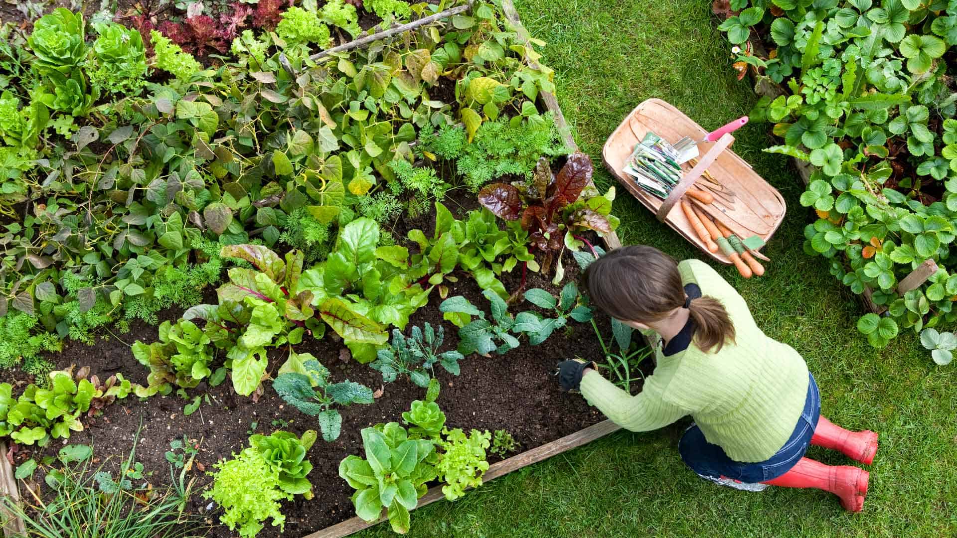 Top 10 Best Vegetables to Grow in Raised Beds