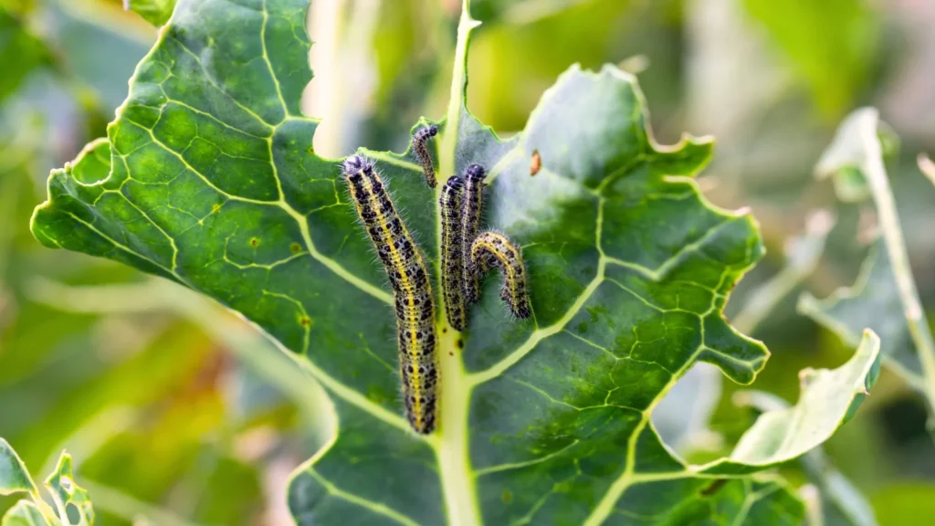 Understanding Common Vegetable Garden Pests