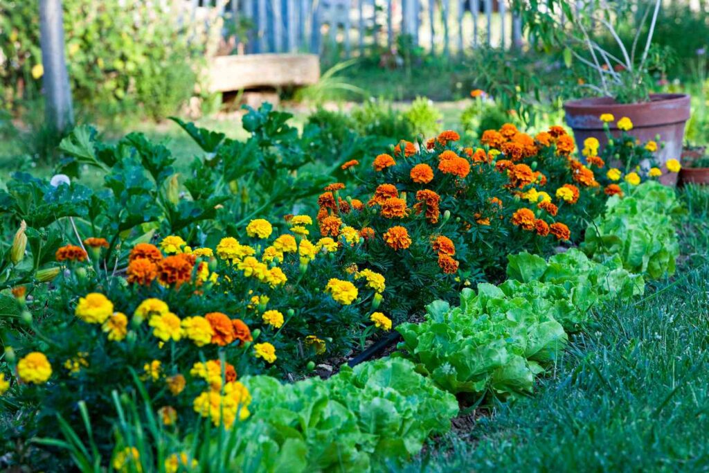 What is Companion Planting?