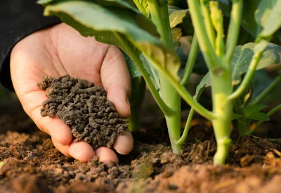 What to Look for in Organic Fertilizers