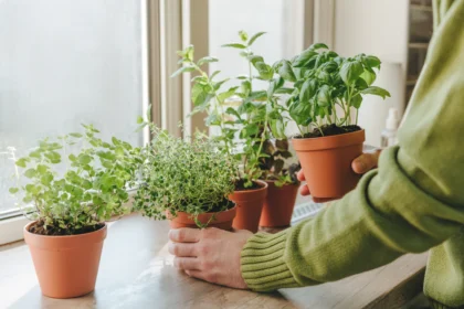 How to Grow Herbs Indoors Year-Round