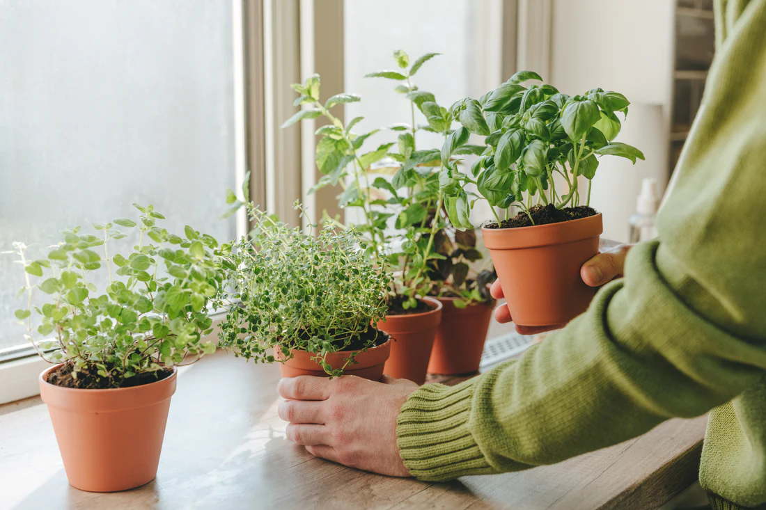 How to Grow Herbs Indoors Year-Round