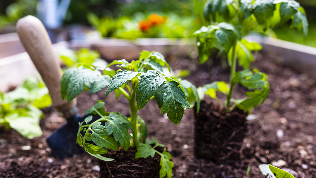 Incorporating Edible Plants in Small Spaces