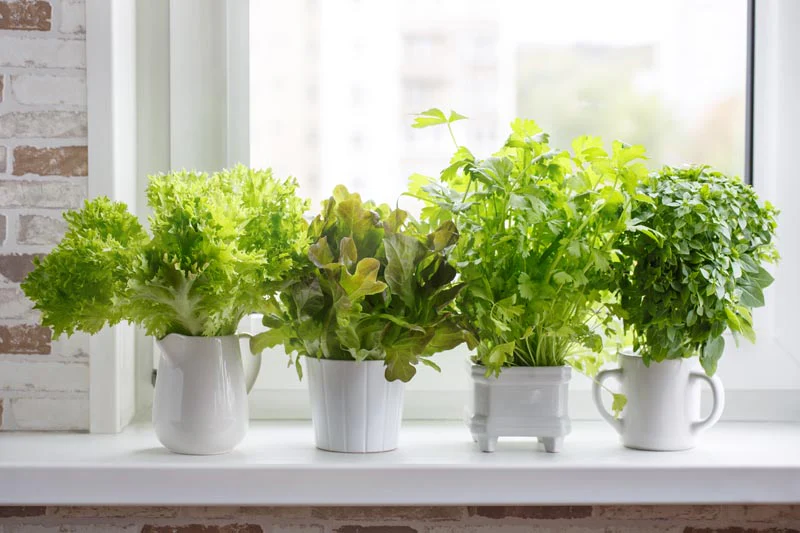 Why Grow Herbs Indoors?